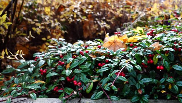 Willow leaf cotoneaster evergreen shrub with yellow fall leaves in background