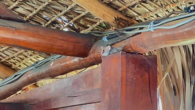 Gray mouse lemur (Microcebus murinus), also known as grey mouse lemur or lesser mouse lemur, has found a hiding place in the tourist center. Kirindy&nbsp;Forest, Madagascar.