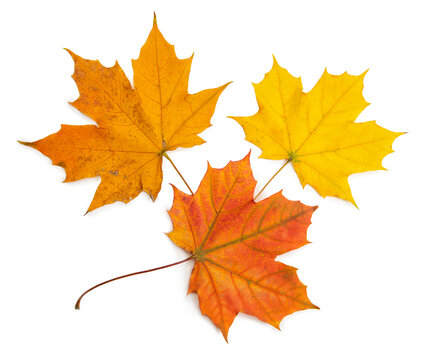 set of autumn maple leaves isolated on white background