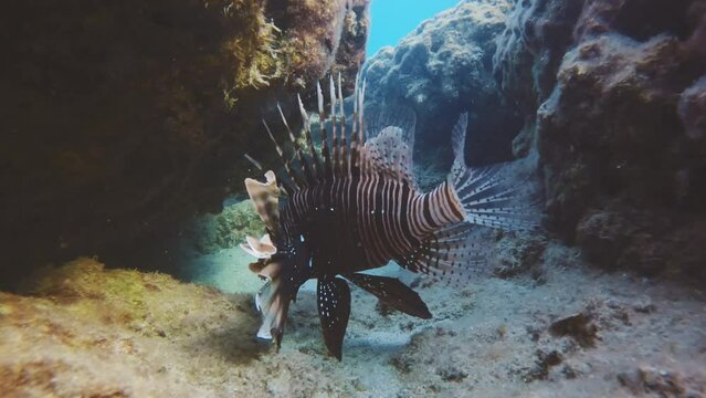 Close-up of Lionfish swims between cliffs, slow motion. Camera moving forwards approaching to Common Lionfish or Red Lionfish (Pterois volitans), invasive species in Mediterranean Sea