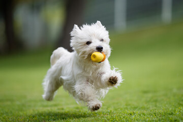 おもちゃを咥えた白い犬