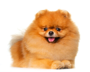 Spitz, red fluffy dog, smile, lies on a white background, isolate