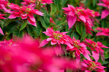 Beautiful poinsettia christmas in the garden, closeup. Christmas traditional flower.
