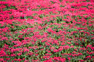 Beautiful poinsettia christmas in the garden, closeup. Christmas traditional flower.