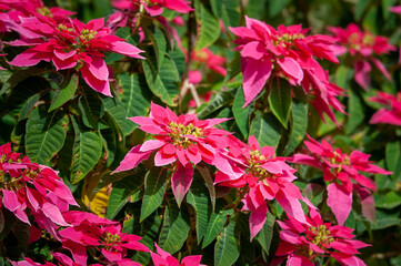Beautiful poinsettia christmas in the garden, closeup. Christmas traditional flower.