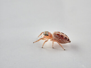 small jumping spider on a white background