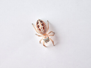 small jumping spider on a white background