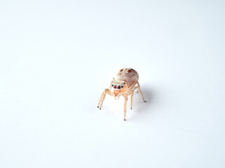 small jumping spider on a white background