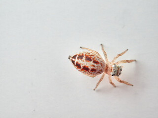 small jumping spider on a white background