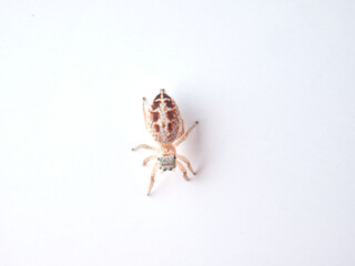 small jumping spider on a white background