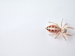 small jumping spider on a white background