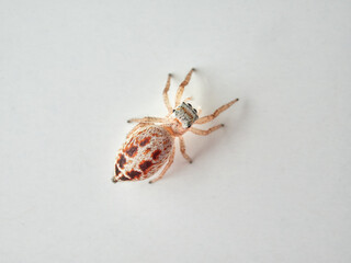 small jumping spider on a white background