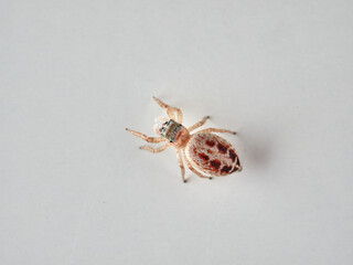 small jumping spider on a white background