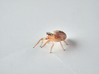 small jumping spider on a white background