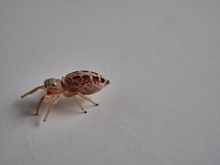 small jumping spider on a white background