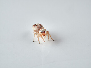 small jumping spider on a white background