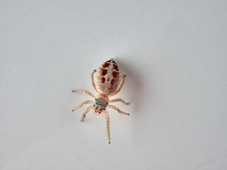 small jumping spider on a white background