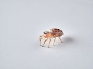 small jumping spider on a white background