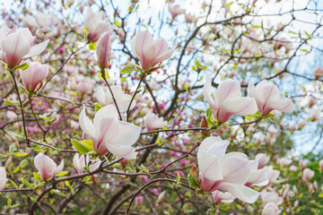 Magnolia tree branch blossom in springtime garden. Blooming pink magnolia outdoor in public park, gardening, landscape design.