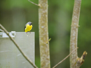 A Grey Wagtail sitting on a sign
