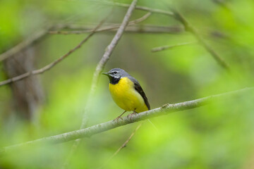 A Grey Wagtail sitting on a twig