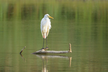 A Great Egret standing on a piece of wood