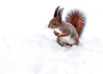 red young squirrel standing on snow in winter park and looking to the left.