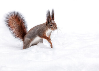 red squirrel standing in white snow on searching of food.
