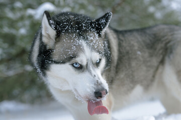 snow dog Husky in the snow on the background of the forest, snowy forest and dog