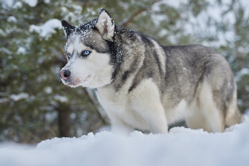 portrait of a beautiful Husky dog in the snow in winter, dog in the snow in winter