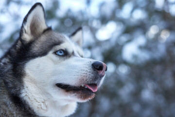 portrait of a beautiful Husky dog in the snow in winter, dog in the snow in winter