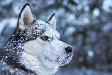 portrait of a beautiful Husky dog in the snow in winter, dog in the snow in winter