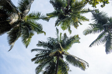 silhouettes of coconut trees palms against the blue sky of India with sunset