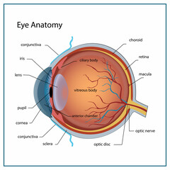 Eye anatomy with labeled structure scheme for human optic outline diagram. Educational physiological and medical sight infographic with side and front view for retina lens study vector illustration.