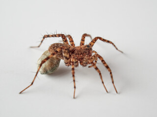 Wolf spider with eggs on the abdomen on a white background