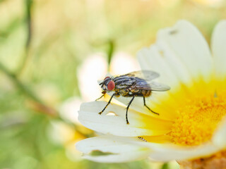 Fly on a flower in a natural environment. Oestroid