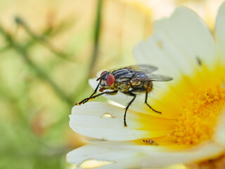 Fly on a flower in a natural environment. Oestroid