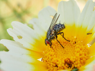 Fly on a flower in a natural environment. Oestroid