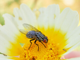 Fly on a flower in a natural environment. Oestroid