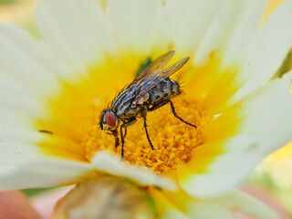 Fly on a flower in a natural environment. Oestroid