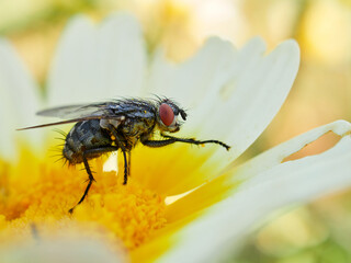 Fly on a flower in a natural environment. Oestroid