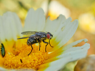 Fly on a flower in a natural environment. Oestroid