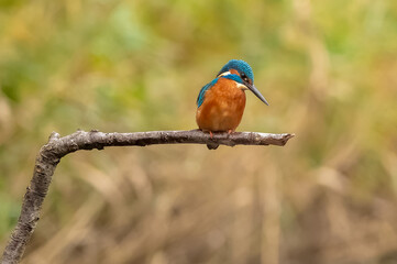 Fototapeta premium Martin-pêcheur ( IA bruit )