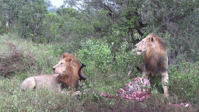 Male lions look up as they feed on a kudu kill. Close up.