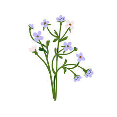 Forget-me-nots, field flower. Scorpion grasses, meadow floral plant. Gentle fragile wildflower. Beautiful blossomed blooms. Botanical decoration. Flat vector illustration isolated on white background