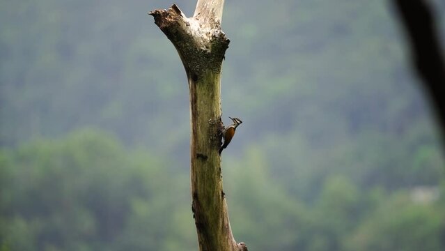 the female common flameback bird or dinopium javanense is in front of the dry tree hole in which it nests