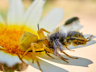 Yellow crab spider hunting a bee on a flower. Thomisus onustus