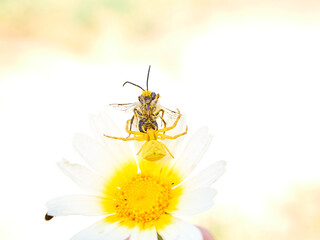 Yellow crab spider hunting a bee on a flower. Thomisus onustus