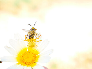 Yellow crab spider hunting a bee on a flower. Thomisus onustus