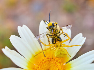 Yellow crab spider hunting a bee on a flower. Thomisus onustus